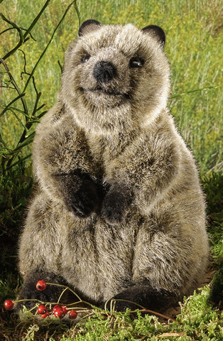 Quokka by Kosen - 17cm