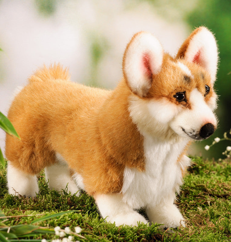 Pembroke Welsh Corgi Orange Jxk Fat Welsh Corgi Pembroke Orange C
