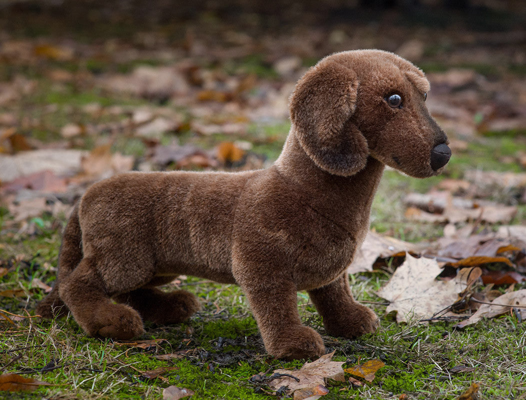 Dachshund smooth cheap
