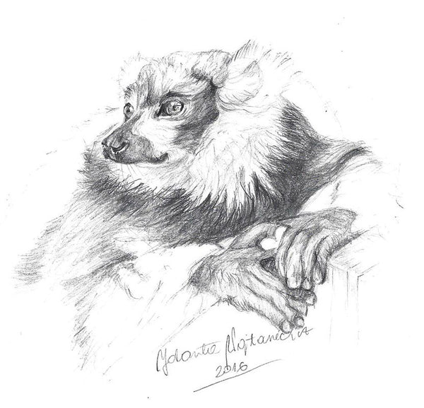 Lemur by Kosen - 52cm