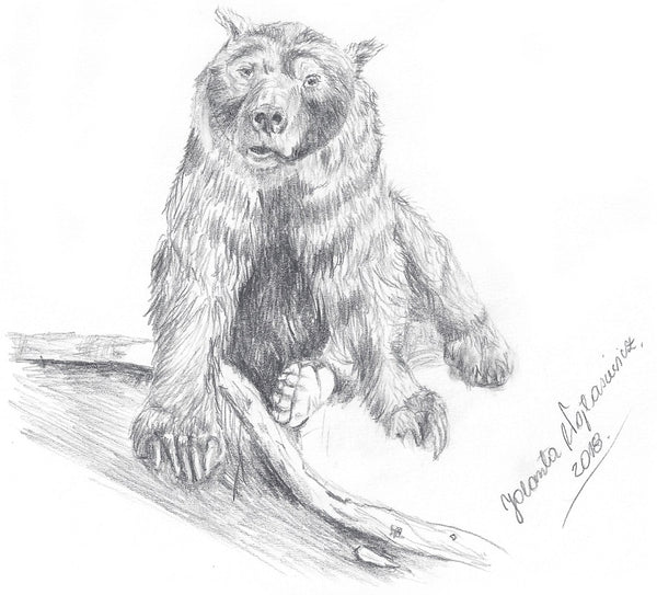 Max - brown bear limited edition by Kosen - 32cm