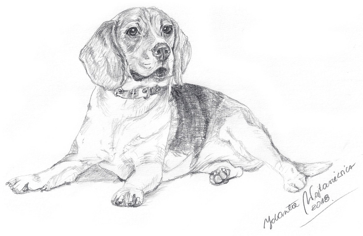 Beagle by Kosen - 38cm - Kosen Toys