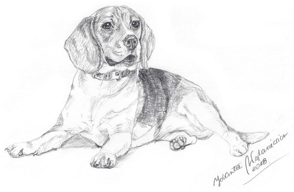 Beagle by Kosen - 38cm