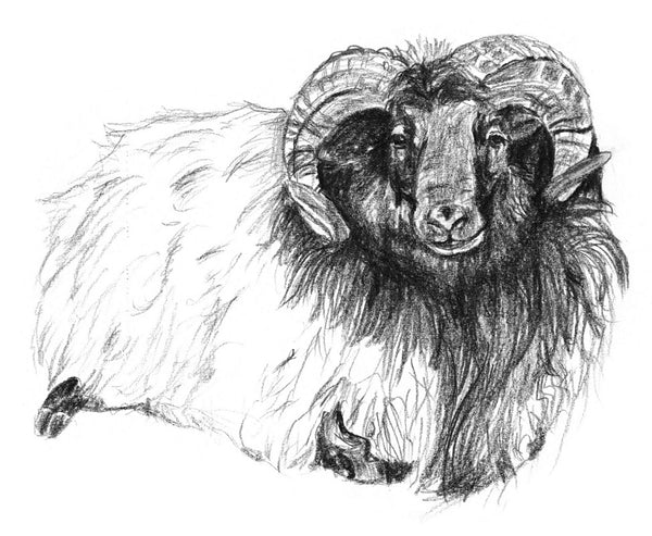 Moorland Sheep by Kosen - 30cm