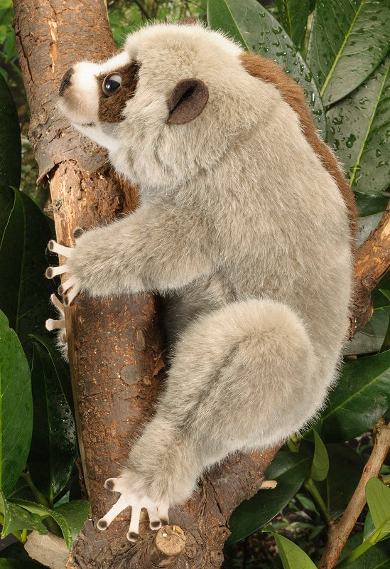 Slow loris stuffed animal on sale