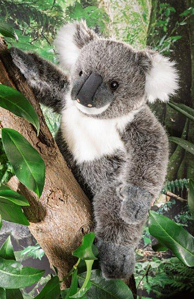Koala bear by Kosen - 32cm