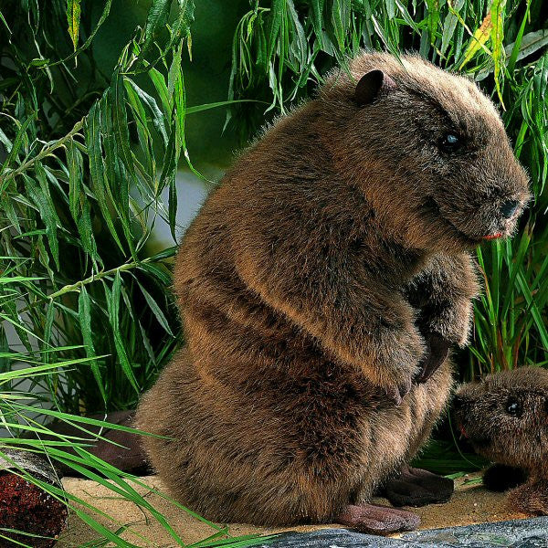 Beaver by Kosen - 34cm