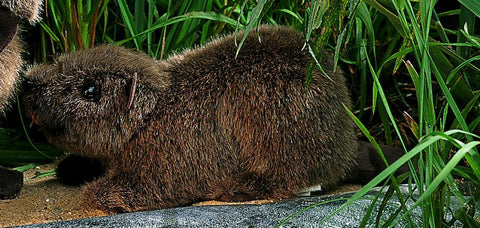 Beaver by Kosen - 26cm
