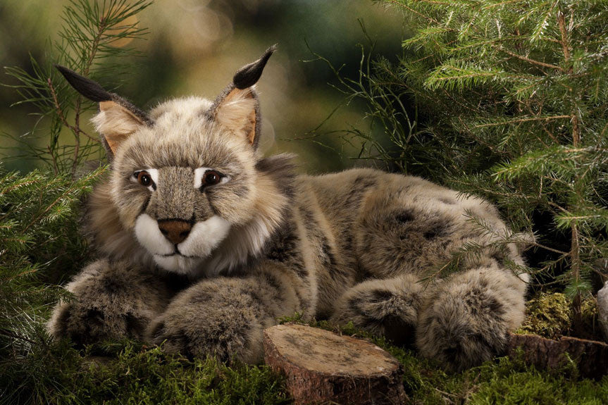 Lynx by Kosen 59cm