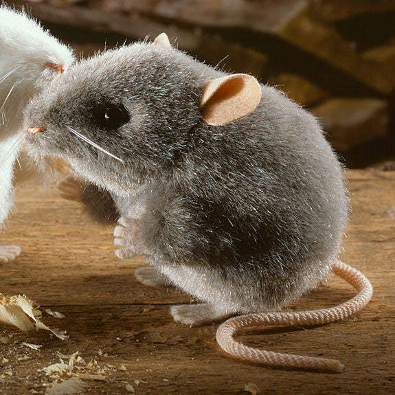 Gray mouse online