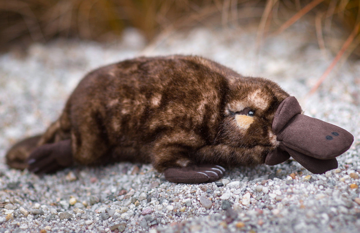 Duckbilled Platypus by Kosen 43cm