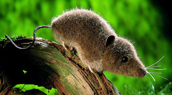 Shrew by Kosen - 13cm